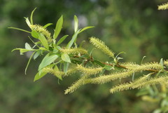 Salix triandra