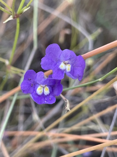 Uvedalia linearis