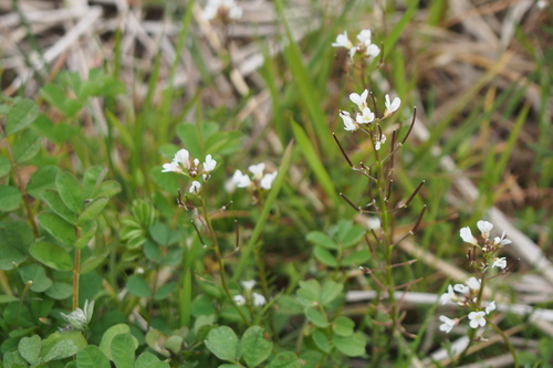 Image of Cardamine scutata by (c) harum.koh, some rights reserved (CC BY-SA)