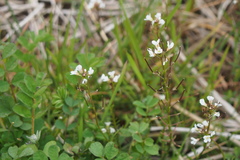 Cardamine scutata