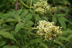 Sambucus racemosa