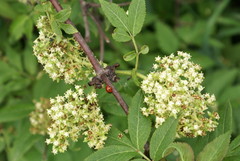 Sambucus racemosa