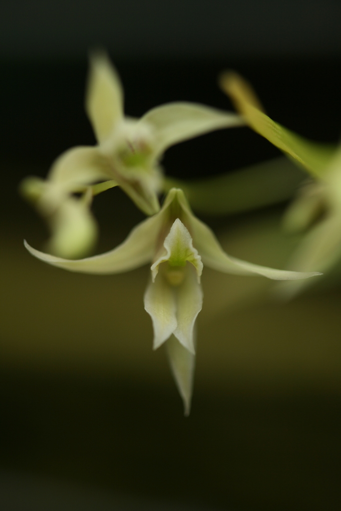 Dendrobium gregulus Seidenf.