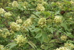 Sambucus racemosa