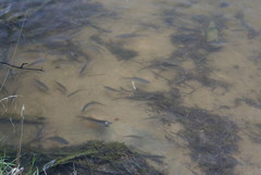 Scardinius erythrophthalmus