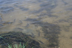 Scardinius erythrophthalmus