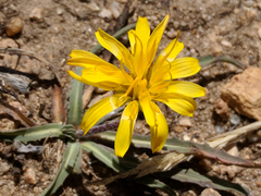 Agoseris parviflora