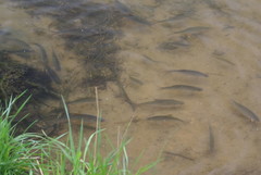 Scardinius erythrophthalmus