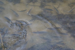 Scardinius erythrophthalmus