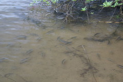 Scardinius erythrophthalmus