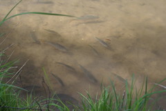 Scardinius erythrophthalmus