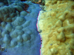 Porites