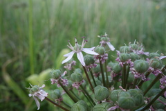 Allium nigrum, photograph (c) Clément Maouche, some rights reserved (CC BY)