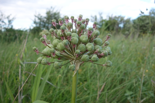 Allium nigrum, photograph 3