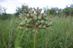Allium nigrum, photograph (c) Clément Maouche, some rights reserved (CC BY)
