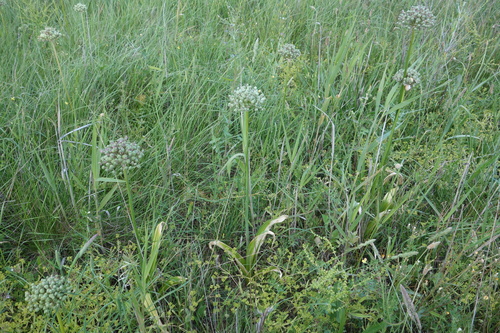 Allium nigrum, photograph 4