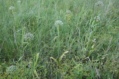 Allium nigrum, photograph (c) Clément Maouche, some rights reserved (CC BY)