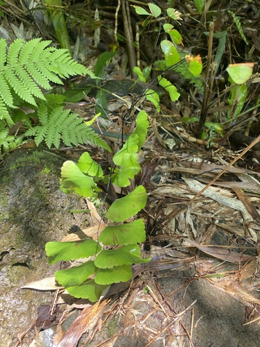Adiantum trapeziforme observed 2026-05-17