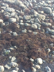 Cryptosiphonia woodii