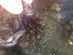 Cryptosiphonia woodii