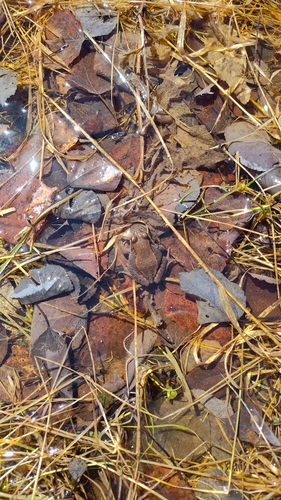 Wood Frog