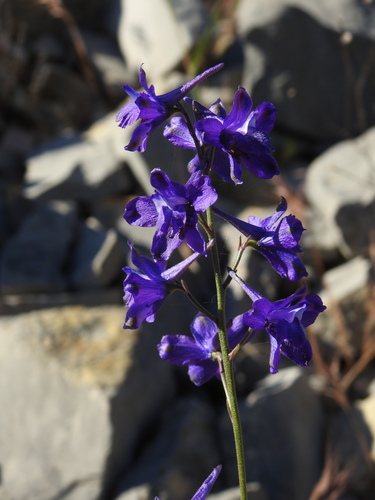 Delphinium pentagynum, photograph 4