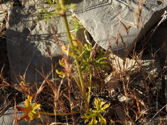 (c) Duarte Frade, some rights reserved (CC BY) Delphinium pentagynum, photograph (c) Duarte Frade, some rights reserved (CC BY)
