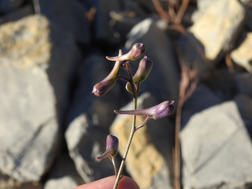 Delphinium pentagynum, photograph 6