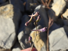 Delphinium pentagynum, photograph (c) Duarte Frade, some rights reserved (CC BY)