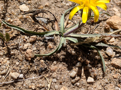 Agoseris parviflora