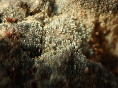 Stereocaulon condensatum