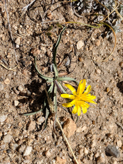 Agoseris parviflora