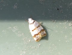 Chezala brachypepla