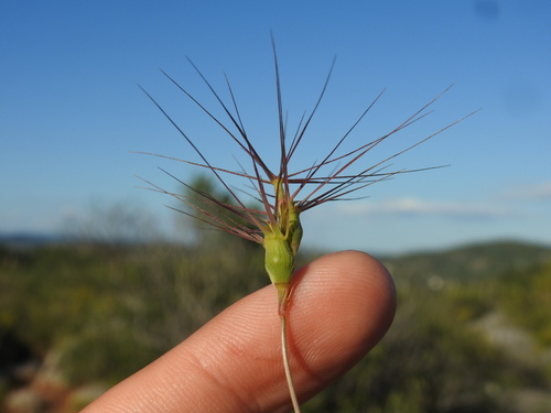 Aegilops geniculata, photograph 6