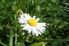 Bellis perennis