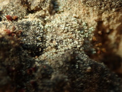 Stereocaulon condensatum