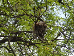 Pitangus sulphuratus