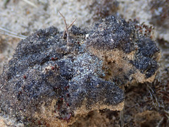 Stereocaulon condensatum