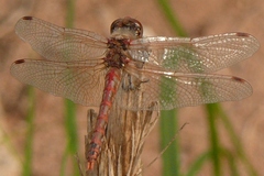 Sympetrum corruptum