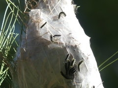 Lophocampa ingens