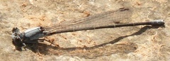 Argia moesta