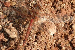Sympetrum corruptum