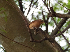 Troglodytes aedon