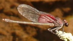 Hetaerina americana