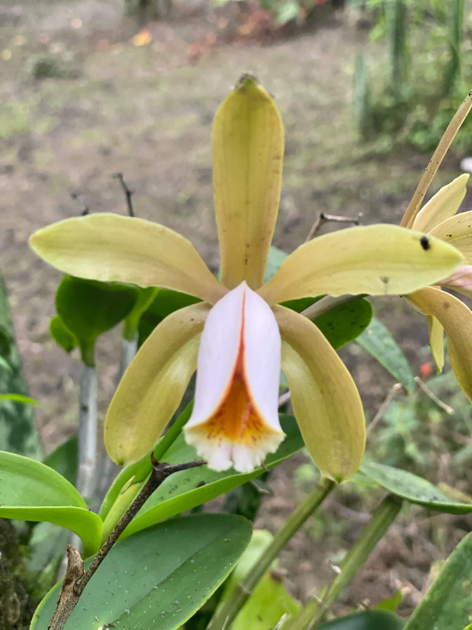Imagem de Orquídea boca de lobo