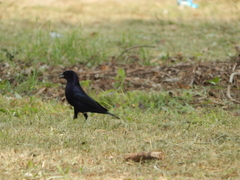 Molothrus bonariensis