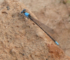 Argia apicalis