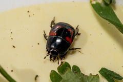 Hister quadrimaculatus