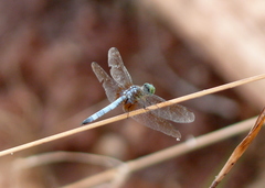 Pachydiplax longipennis