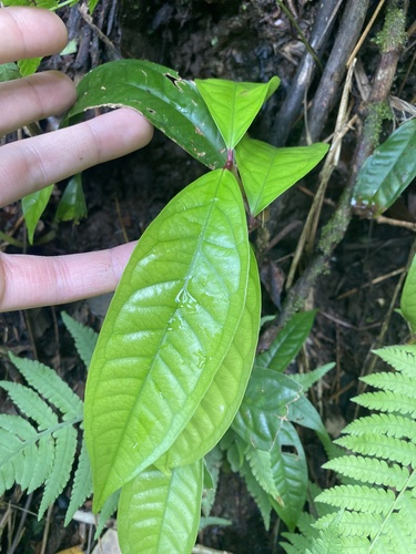 Syzygium malaccense observed 2026-05-17